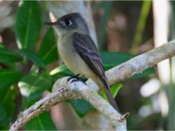 Cuban Pewee